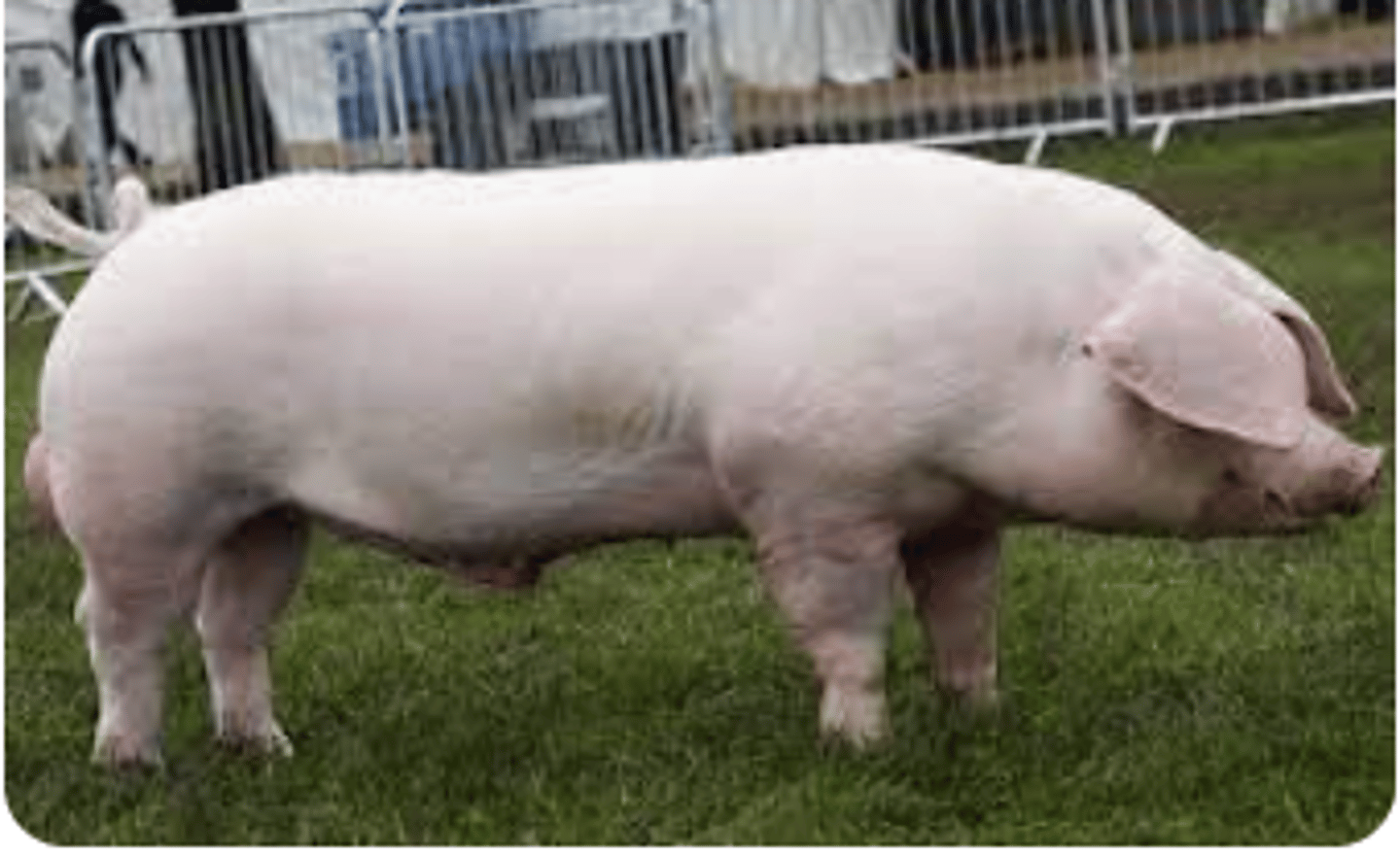 <p>large droopy ears that touch snout, pork, intensive</p>