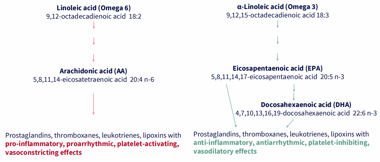 <p>Linoleic acid (omega 6) --&gt; arachidonic acid (AA) --&gt; these have pro-inflammatory, proarrythmic, platelet-activating, vasoconstricting effects</p><p>.</p><p>alpha-linoleic acid (Omega 3) --&gt; Eicosapentaenoic acid (EPA) --&gt; Docosahexaenoic acid (DHA) --&gt; these have anti-inflammatory, antiarrhythmic, platelet-inhibiting, vasodilatory effects</p>