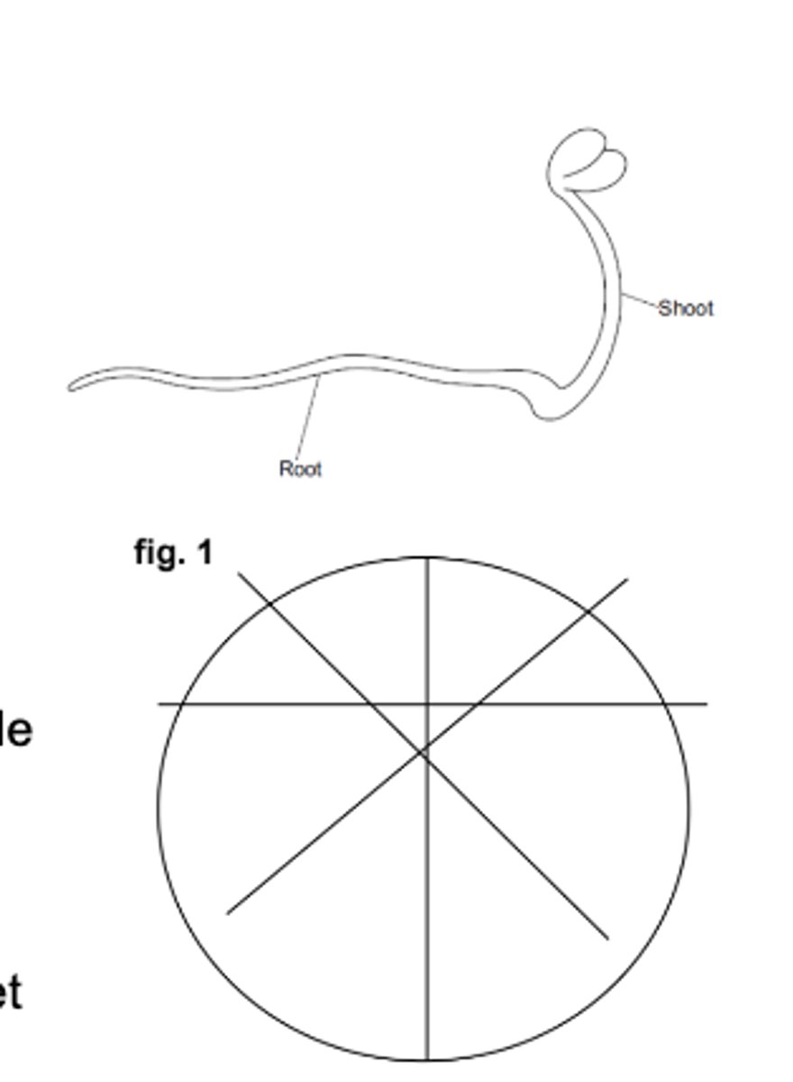 <p>• 5 Petri dishes<br>• Black marker pen and ruler<br>• Filter papers to fit base of Petri dishes<br>• Seeds<br>• Boiled water<br>• Forceps<br><br>1. Turn the base of the Petri dish over and on the outside of the dish divide the area into segments using the marker pen (figure 1). Do this for each dish.<br><br>2. Place a filter paper in each Petri dish base. Add the same amount of water to each dish. This should be enough to ensure the filter paper is wet but there should be no surface water.<br><br>3. In the first Petri dish place one seed in the middle of each segment. In the second Petri dish place two seeds in each segment. Continue to place seeds in the remaining dishes increasing the number of seeds in each segment each time, so the last dish has 5 seeds in each segment.<br><br>4. Place the lids on each Petri dish. Put all the dishes together in a dark box or cupboard.<br><br>5. Observe the seeds at the same time each day and record the number of seeds that have germinated.<br><br>6. After about 3 days remove the seedlings and measure the growth of shoot and root.<br><br>7. Record your results in a suitable table.<br><br>8. Process your data and carry out a statistical test to see if there is a significant difference in germination and initial growth in the seedlings at different densities of sowing.</p>