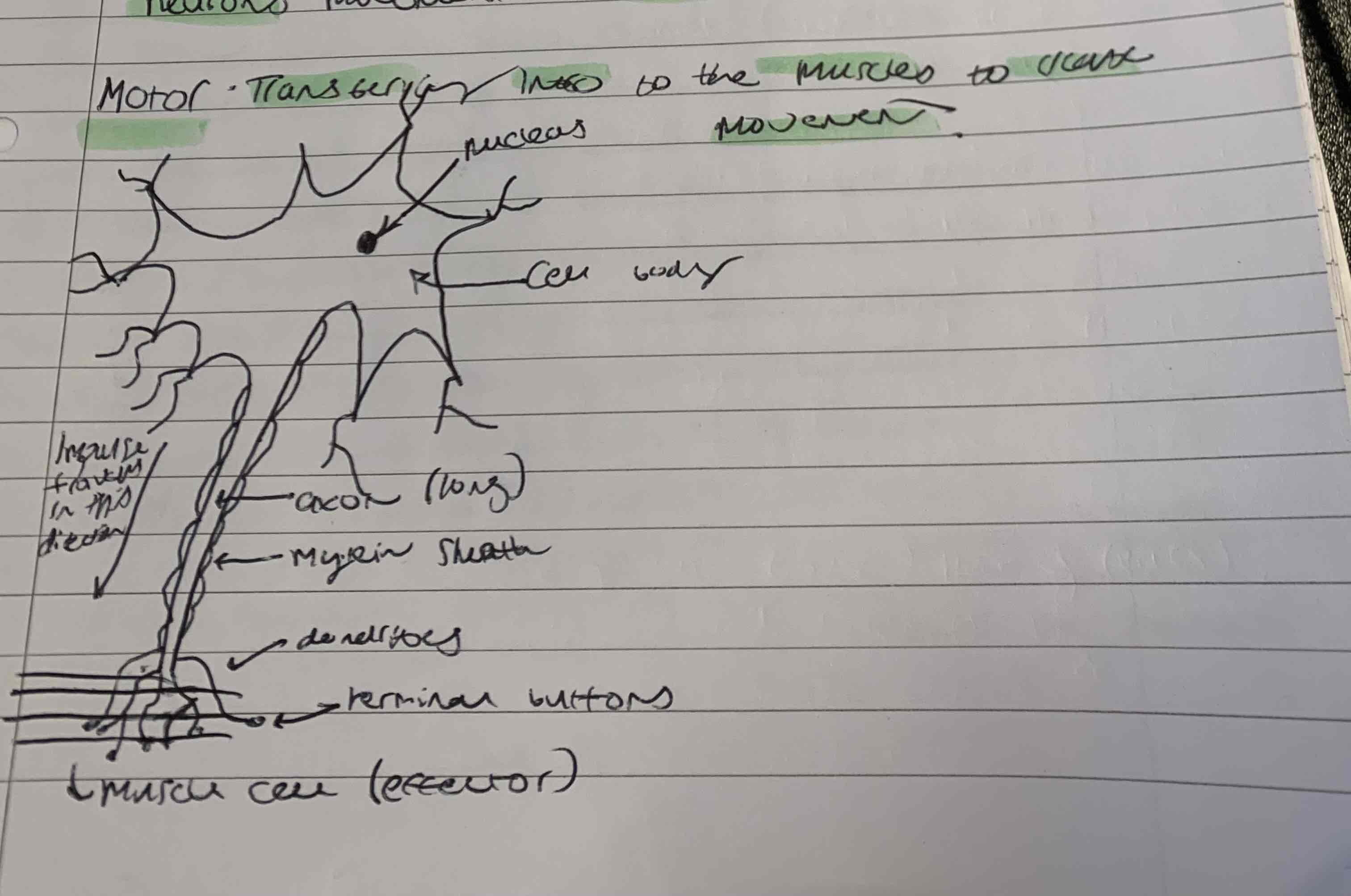 <ul><li><p>Transfers information to the muscles to create movement</p></li><li><p>Similar to the relay neuron but has a longer axon with a myelin sheath</p></li><li><p>The nucleus is found in the centre of the cell body</p></li><li><p>There are less dendrites that branch off than the relay neuron </p></li><li><p>The terminal buttons end in the muscle which is an effector that creates movement</p></li></ul><p></p>