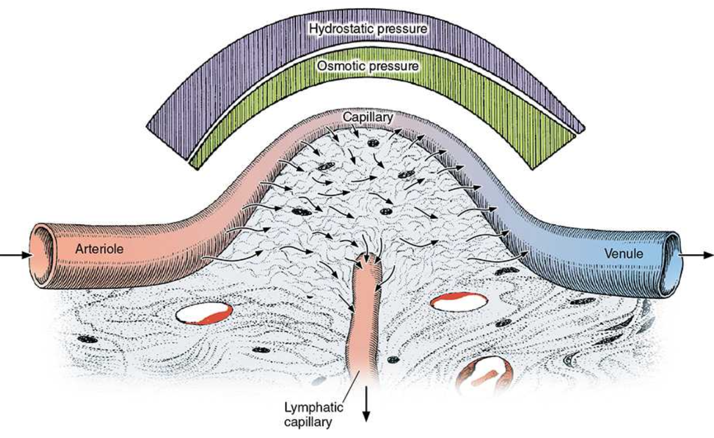 <p>hydrostatic pressure and osmotic pressure</p>