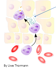 <p>secret proteolytic enzymes to break down structures between cells to search for invaders mobile phagocytes found in the bloodstream, attracted to inflammation</p><p>NETs</p><p>have rapid ameboid movement</p><p>innate immunity</p>