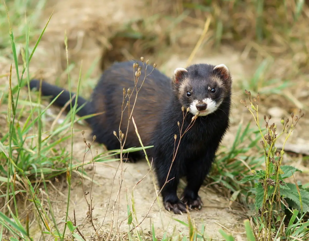 <p><em>Mustela putorius</em></p>