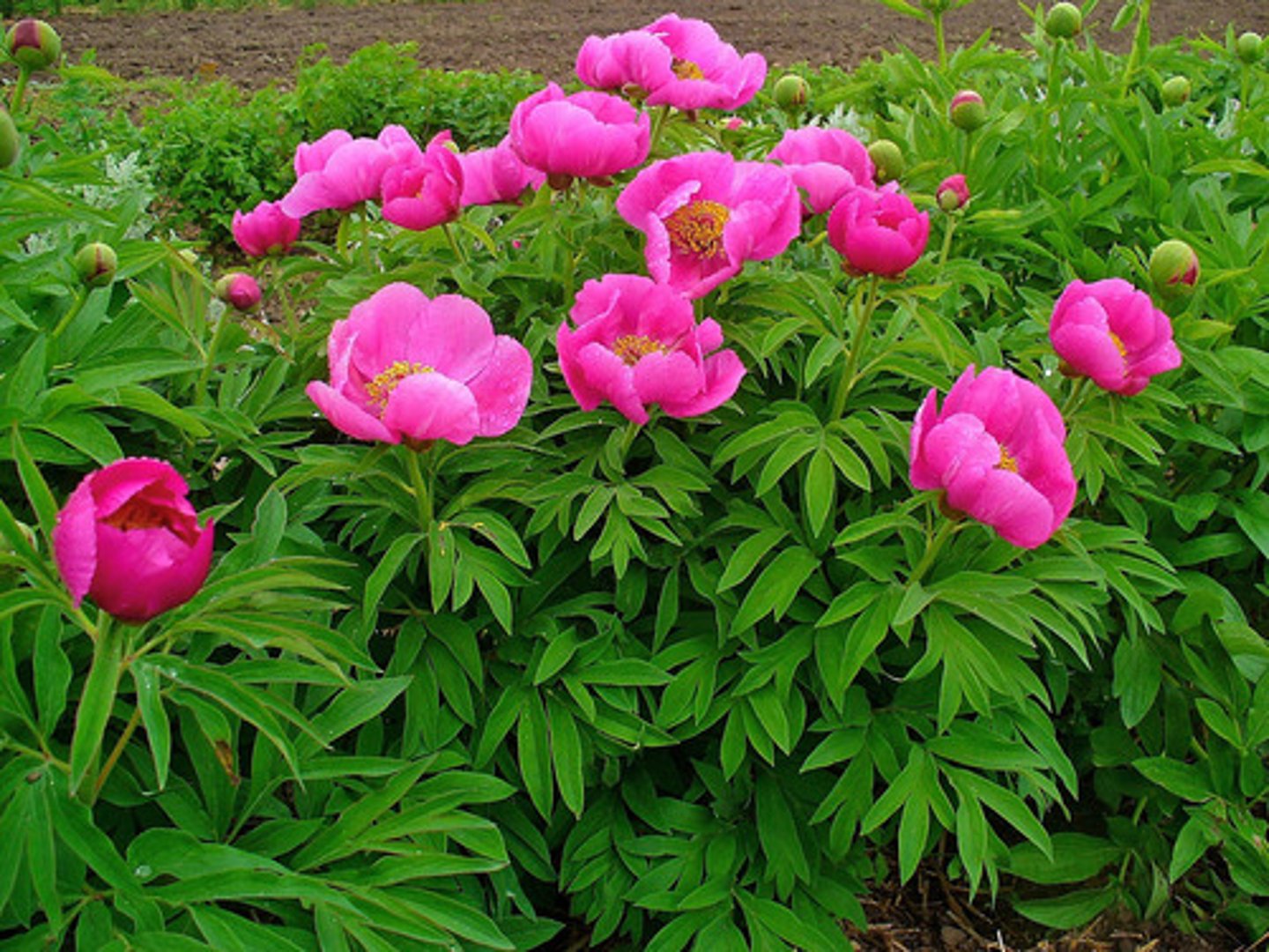 <p>-Big showy fragrant flowers</p>