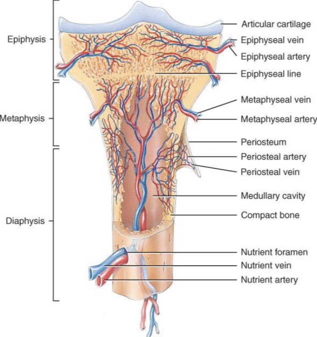 <p>where does the nutrient arteries passes through within the compact bone?</p>