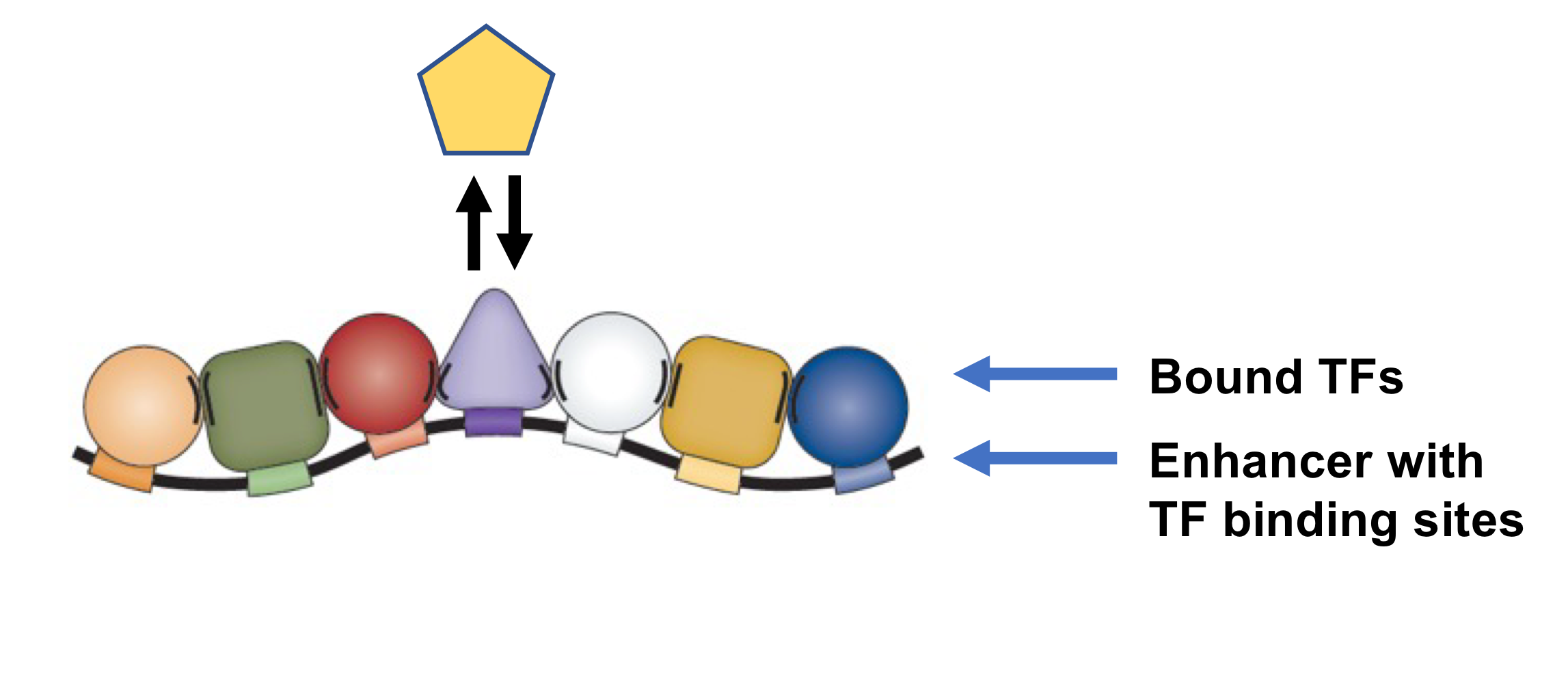 <p>Positive TF interaction: <strong>Rapid alternating</strong> (switching) where two TFs compete for the same binding site on an enhancer</p>