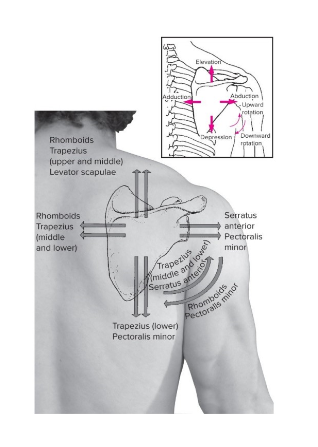 <p><strong><u><span style="font-family: Arial, sans-serif">Origin</span></u></strong><span style="font-family: Arial, sans-serif">: Spinous processes of the 7th cervical and first 5 thoracic vertebrae</span></p><p><strong><u><span style="font-family: Arial, sans-serif">Insertion</span></u></strong><span style="font-family: Arial, sans-serif">:&nbsp; medial border of scapula, inferior to the scapular spine</span></p><p><strong><u><span style="font-family: Arial, sans-serif">Action(s)</span></u></strong><span style="font-family: Arial, sans-serif">: Adduction (retraction), downward rotation, elevation&nbsp;</span></p><p><strong><u><span style="font-family: Arial, sans-serif">Antagonist</span></u></strong><span style="font-family: Arial, sans-serif">:&nbsp;</span></p><ul><li><p><span style="font-family: Arial, sans-serif">Serratus&nbsp;</span></p></li><li><p><span style="font-family: Arial, sans-serif">Trapezius,&nbsp;</span></p></li><li><p><span style="font-family: Arial, sans-serif">&nbsp;Pectoralis MINOR*</span></p></li></ul>