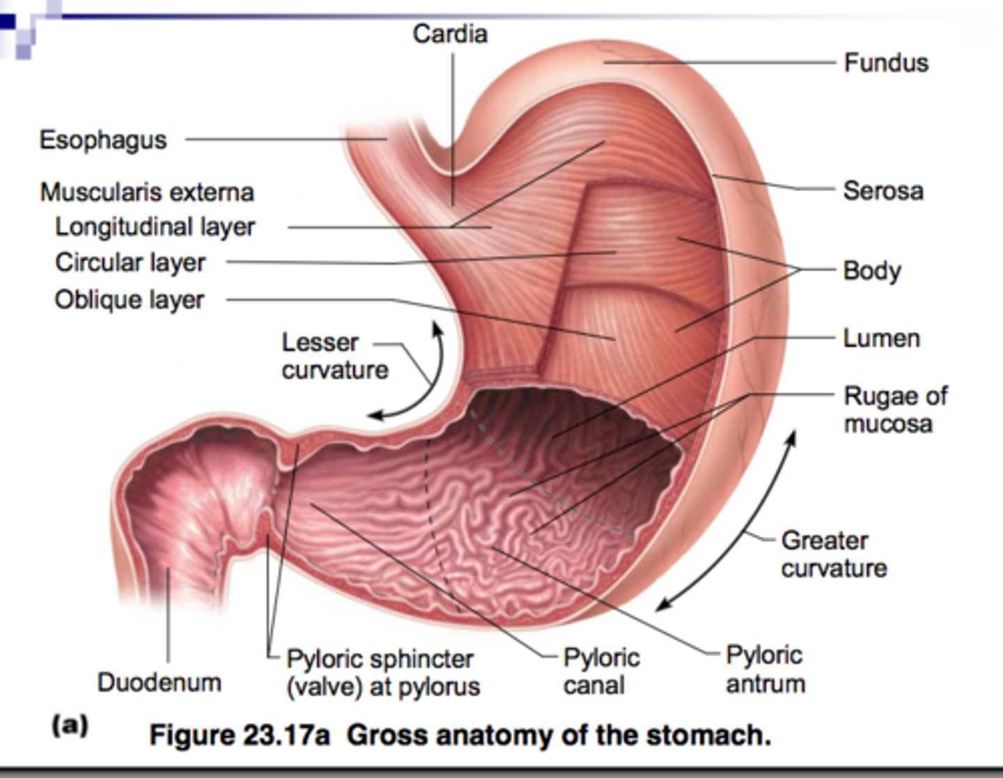 <p>cardia, fundus, body, pylorus</p>