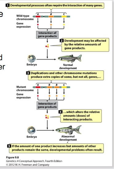 <p>Unbalanced Gene Dosage</p>
