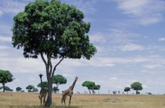 <p>A savanna ecosystem is shown below.</p><p></p><p>(photo)</p><p></p><p>_______ is an example of a(n) ________ factor of this ecosystem.</p>