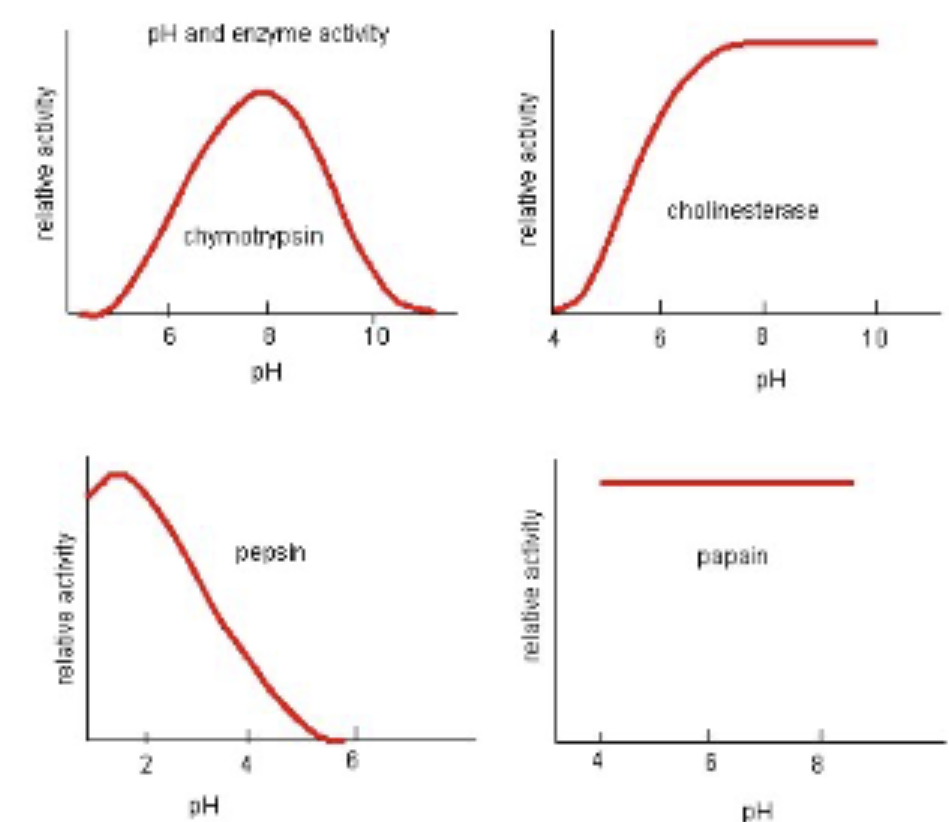 <p>active sites that contain many hydrogen and ionic bonds (<strong>acid-base chemistry</strong>) will be affected by pH<br><br>active site without these chemistries are not affected by pH</p>