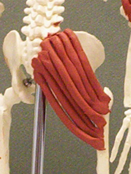 <p>extends hip, rotates leg laterally.</p>