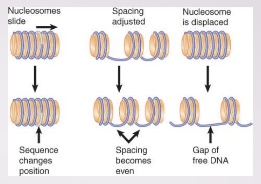 <ul><li><p>All remodeling complexes contain a related ATPase catalytic subunit, and are grouped into subfamilies containing more closely related ATPase subunits</p></li><li><p>Remodeling complexes can alter, slide, or displace nucleosomes</p><ul><li><p>some can exchange one histone for another in nucleosome</p></li></ul></li></ul>