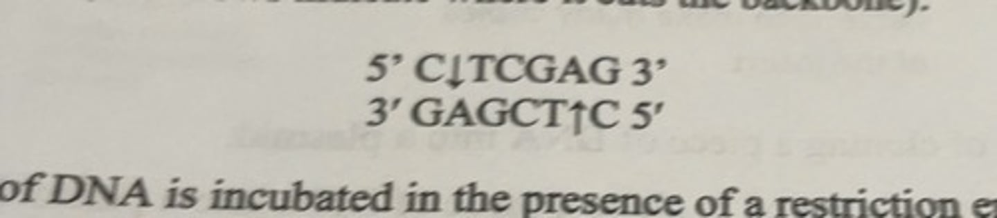 <p>only cuts between nucleotides C and T of the following sequence</p>