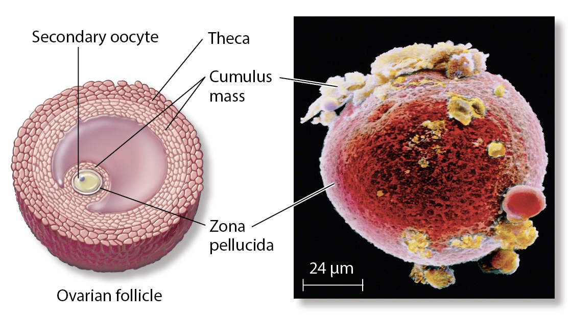 <p>zone pellucida </p>