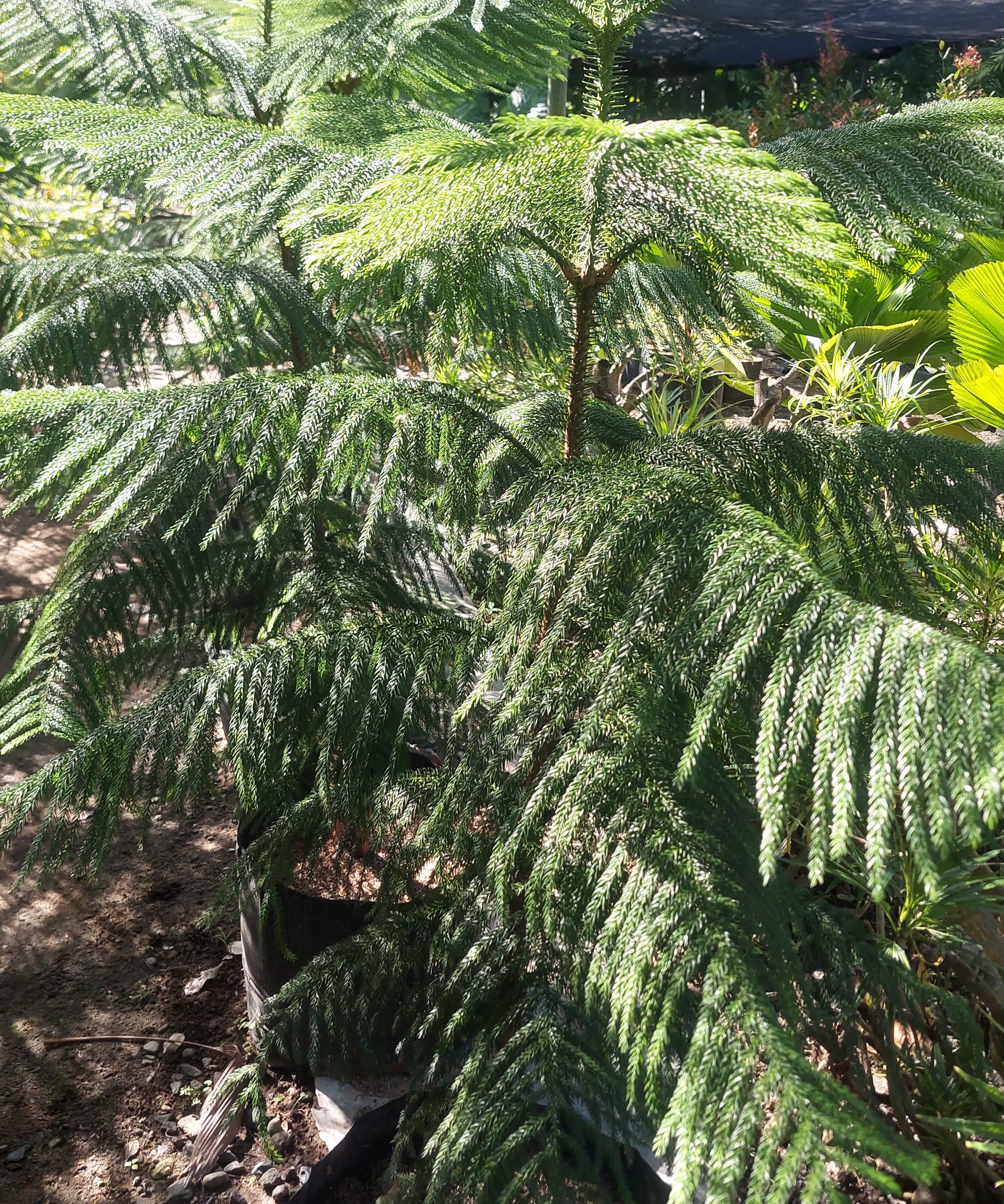 <p>Araucaria</p>