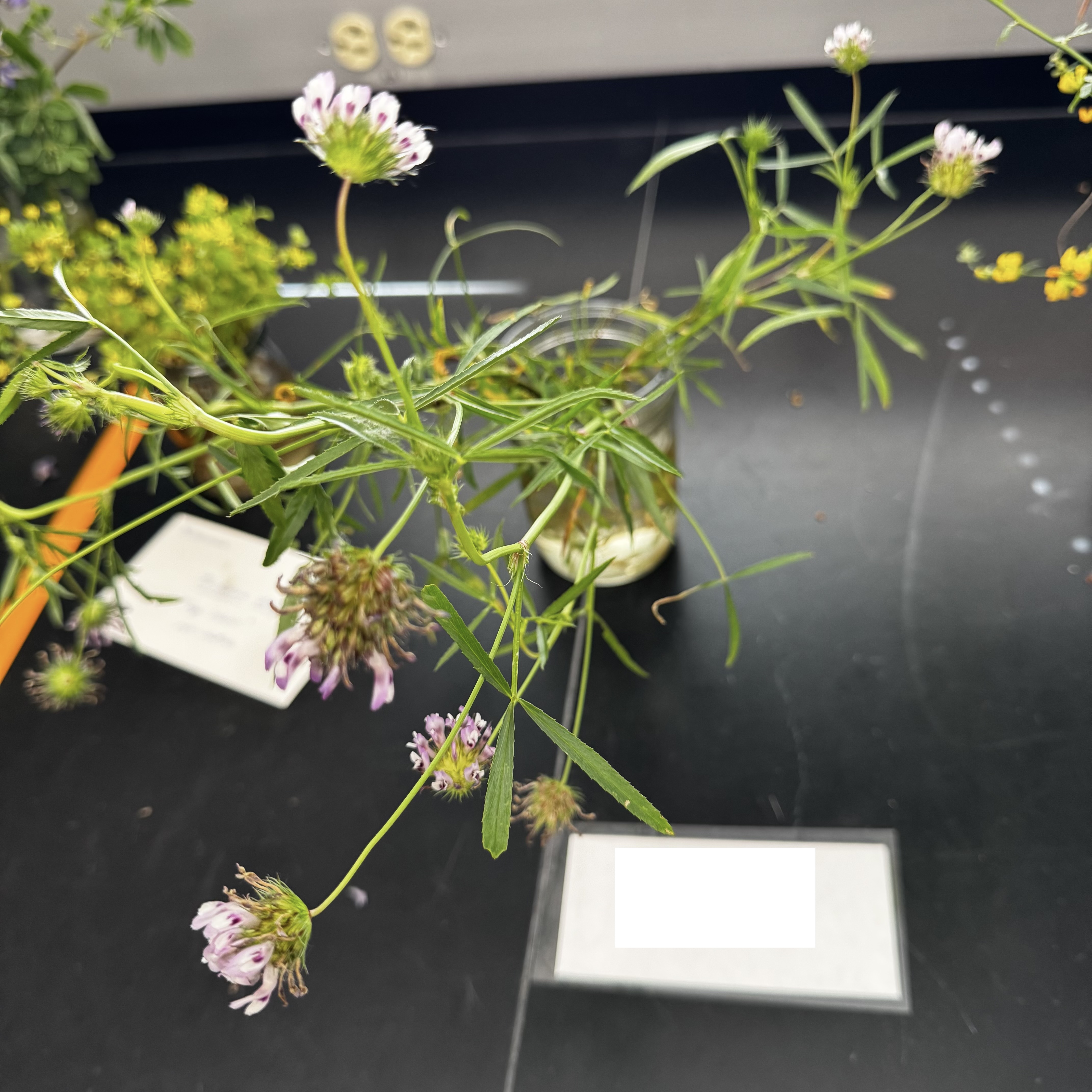 <p>What order, family, and genus?</p>