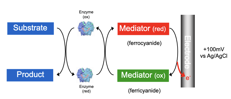 <ul><li><p>The use of redox mediators facilitated a transfer of electrons in enzyme electrodes which:</p><ul><li><p>was independent of the local oxygen concentration</p></li><li><p>allowed operation at much lower potentials, minimising detection of interferents (eg ascorbic acid, urate and paracetamol)</p></li></ul></li><li><p>These redox couples, or mediators, are able to shuttle electrons between the redox centre of the enzyme and the electrode</p></li><li><p>most important examples of this class are mediators based on <strong>ferrocene</strong> and its derivatives</p><ul><li><p>They have a wide range of redox potentials</p></li><li><p>Their redox potentials are independent of pH</p></li><li><p>They are easy to manufacture</p></li></ul></li><li><p>Disadvantage: mediators are toxic so can’t be used in vivo biosensors</p></li></ul><p></p>