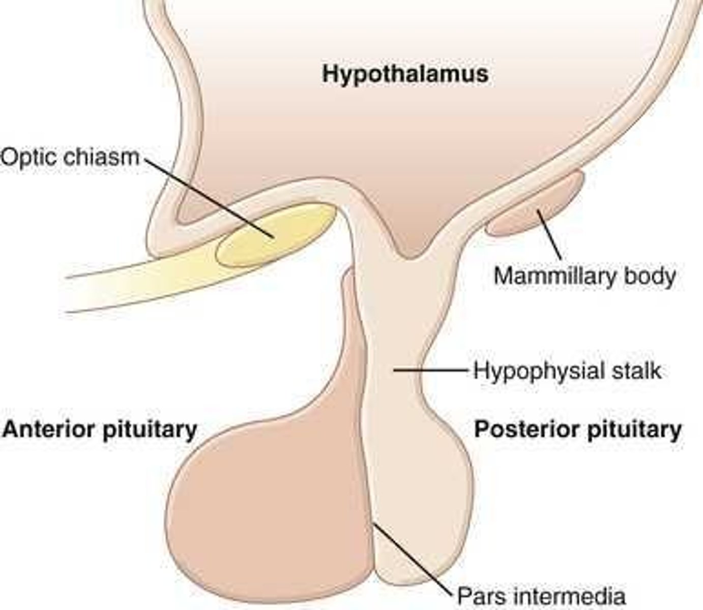 <p>Anatomical structure located in the diencephalon that regulates the autonomic nervous system and endocrine system.</p>