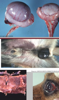 <p>Causative agent in the dog</p>