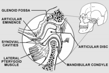<p>Ramp shaped prominence that extends the forward and downward from the anterior boundary of the glenoid fossa<br><br>Located in the <u>upper</u></p>