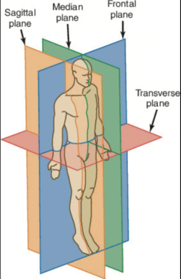 <p> Label the planes of the body shown below.</p><p>(Blank 1=A)</p>