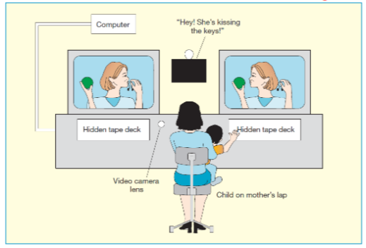 <ul><li><p>children sit on lap on parent and are shown two screens (sometimes one)</p></li><li><p>attention will be centred</p></li><li><p>children are filmed</p></li><li><p>children will hear a spoken sentence about one of the images and then their looking can be assessed to see if they look at the correct one</p></li><li><p>tells us about how a child understands the sentence</p></li></ul><p></p>