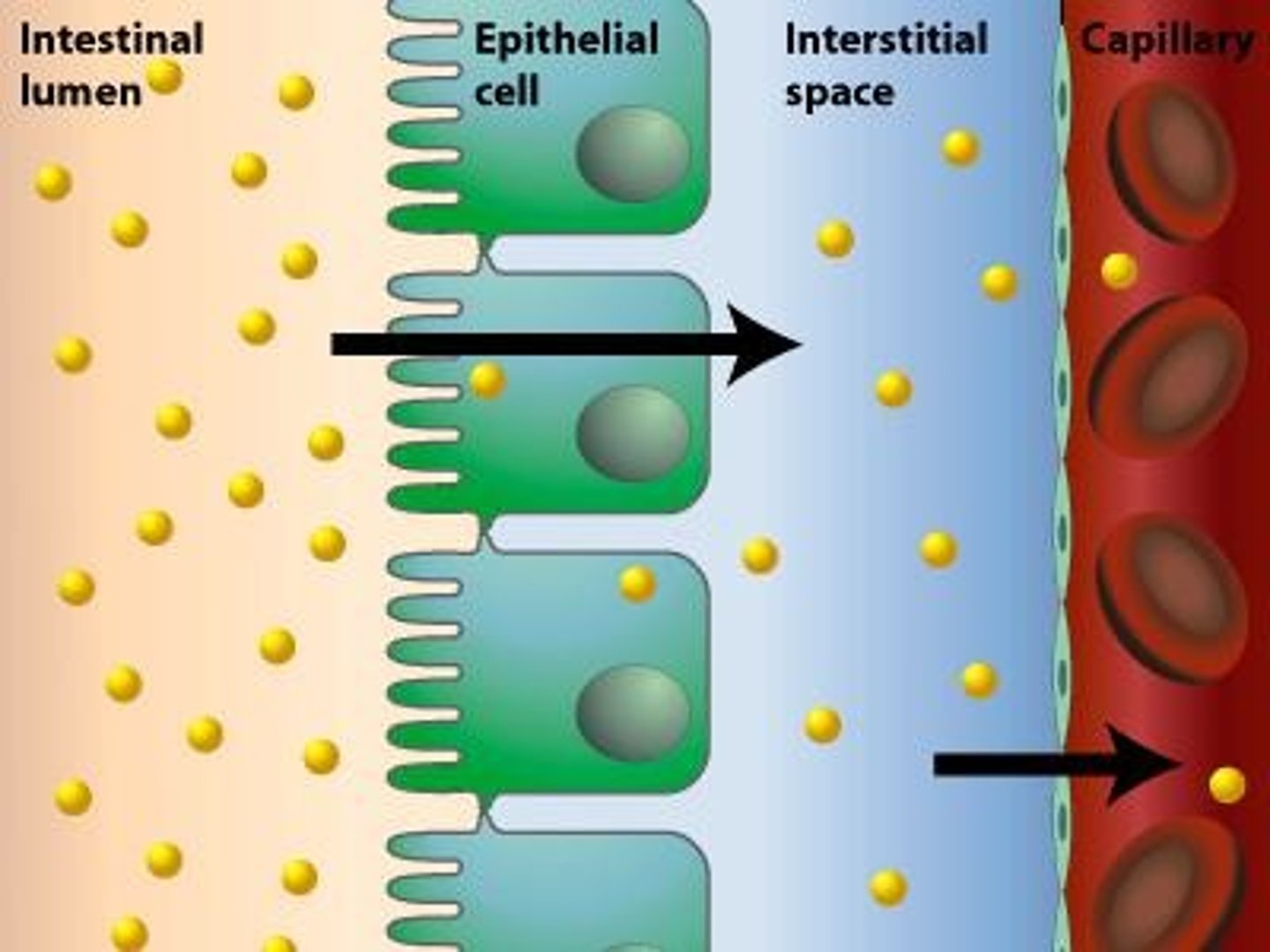 <p>passage of digested fragments from lumen of GI tract into blood or lymph</p>
