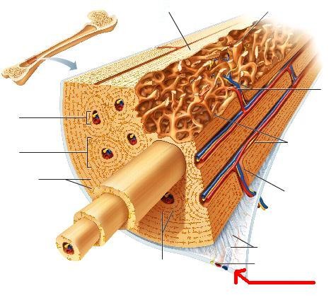 Connective tissue tunic that produces circumferential growth or thickness of bone. Pain fibers. Outer layer of bone
