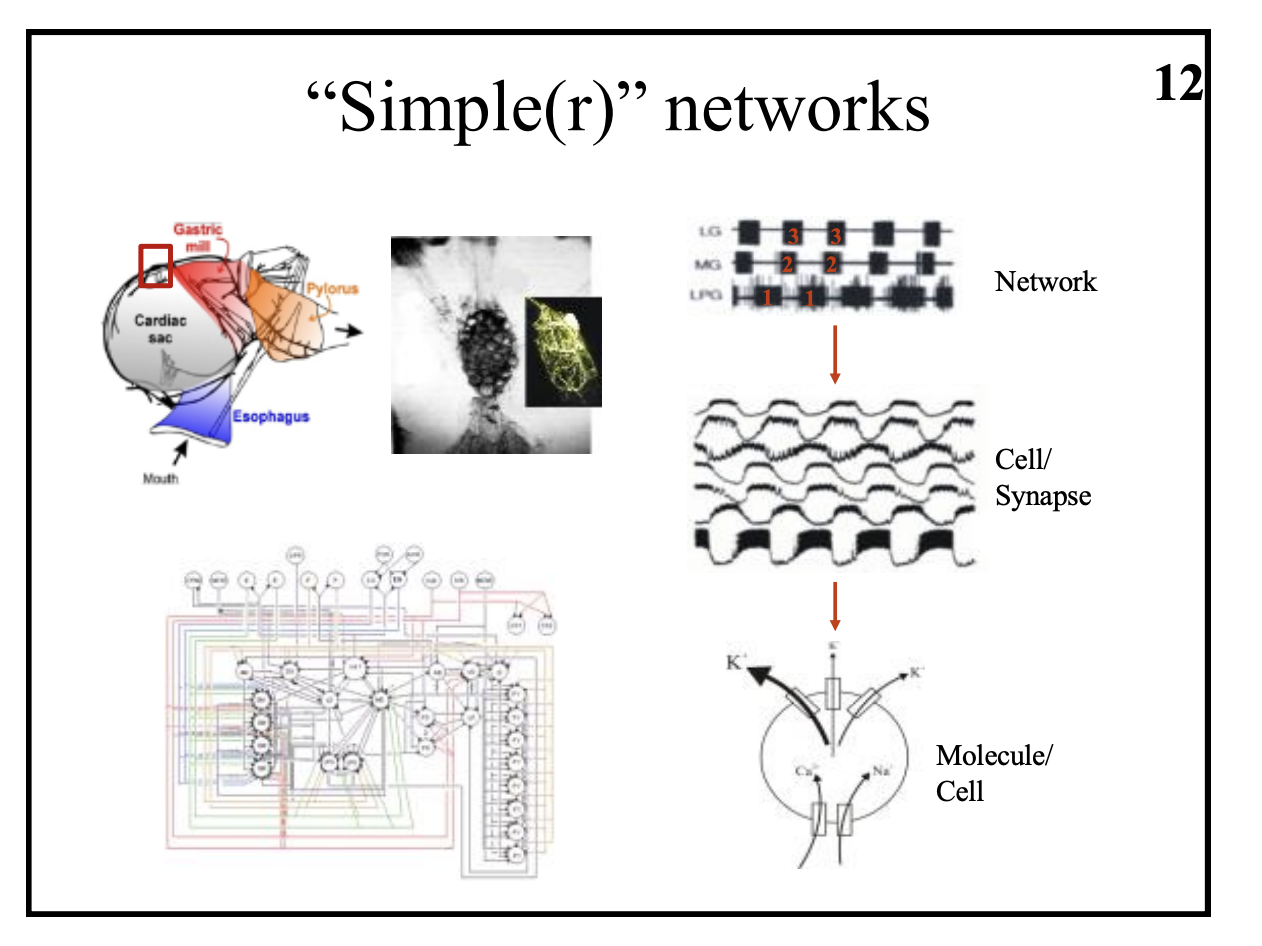 <ul><li><p>SHOWS: difficulty of understanding how individual network compoentns interact</p></li></ul><p>Furhter:</p><ul><li><p>if such as simple network is hard to understand→ it is very hard in mammalian → billions of cells/synapses</p><ul><li><p>even insect locomotion is order of magnitude more components than STG</p></li></ul></li></ul><p><em>understandingneuronal networks is the biggest problem in neuronscience/science</em></p>