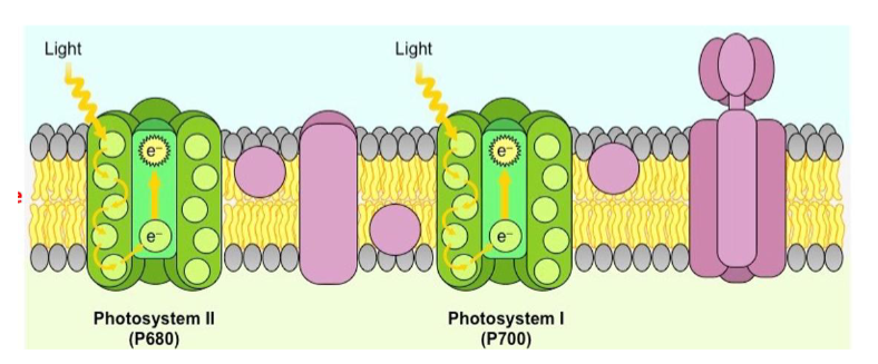 <p>describe the two photosystems in the thylakoid membrane</p>