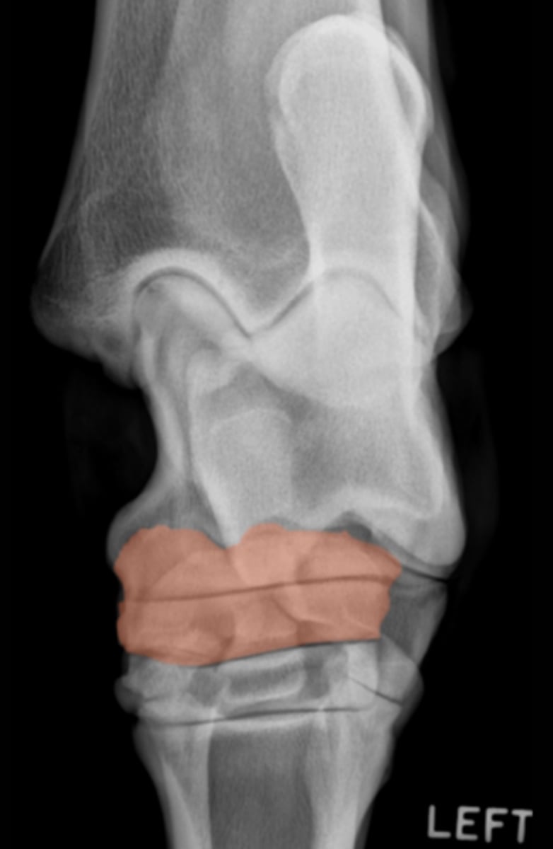 <p>What bone is highlighted?</p>