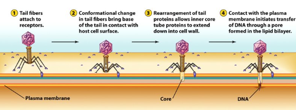 <p>Entering the cell is arguably the most important part of the viral replication cycle. i.e. HIV &amp; CDA receptors act on T cells.</p><p><span style="line-height: 1.2;">To enter a host cell, most viruses possess an attachment protein that binds to a receptor protein on the surface of the host. Non-enveloped viruses and enveloped viruses differ in their entry mechanisms. </span><span style="line-height: 0px;">​</span></p><p class="Paragraph WhiteSpaceCollapse SCXP240966404 BCX8" style="text-align: left;"><span style="line-height: 1.2;">Bacteriophage use their tails to penetrate the host cell’s plasma membrane and inject their genomes</span></p>