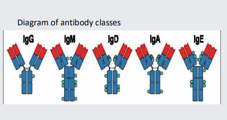 <ul><li><p>The <strong>5 </strong>different immunoglobulin ‘isotypes’ or ‘classes’ are IgG, <strong>IgM, IgD, IgA and IgE.</strong></p></li></ul><p></p>