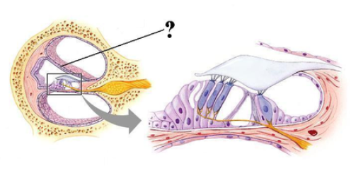 <p><span><span>Identify the indicated structure.</span></span></p>
