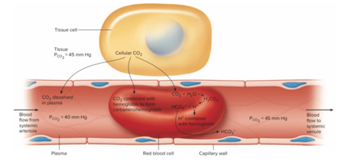 <p>1) Fra celler (høj CO2) til blod (lav CO2)</p><p>2) Fra blod til hjertets højre side (styrer lungekredsløbet)</p><p>3) Fra hjertets højre side og ud i lungernes alveoler</p><p>4) Fra blod (høj CO2) til alveoler (lav CO2)</p><p>5) Gennem blod (nu lav CO2) til hjertets venstre side (styrer det systemiske kredsløb)</p><p>6) Fra hjertets venstre side og ud til cellerne via blodet</p>