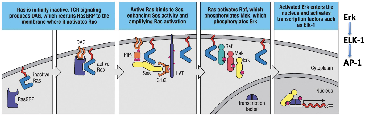1. DAG on membrane binds to RasGRP (GEF) and activates Ras
2. Ras binds to Sos and enhances its activity
3. Ras activates Raf, which phosphorylates Mek, which phosphorylates Erk
4. Phosphorylated Erk enters nucleus and activates transcription factor Erk-1 to produce AP-1