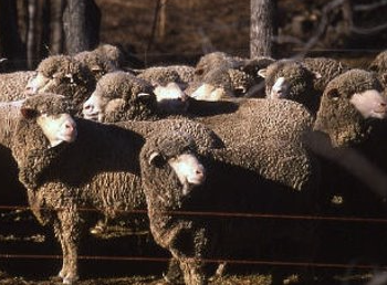<ul><li><p>breed category: fine wool </p></li><li><p>distribution: north america </p></li><li><p>medium size</p></li><li><p>mature ewe with full fleece: 125-180 lbs</p></li><li><p>ram: 175-235 lbs </p></li><li><p>smooth body and free of wrinkles </p></li><li><p>several strains evolved in the US </p></li></ul><p></p><p></p>