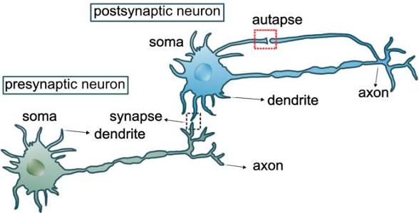 <p>presynaptic neuron</p>
