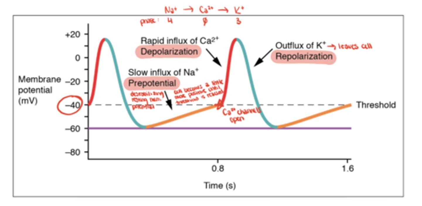 <p>K⁺ efflux (repolarization)</p>