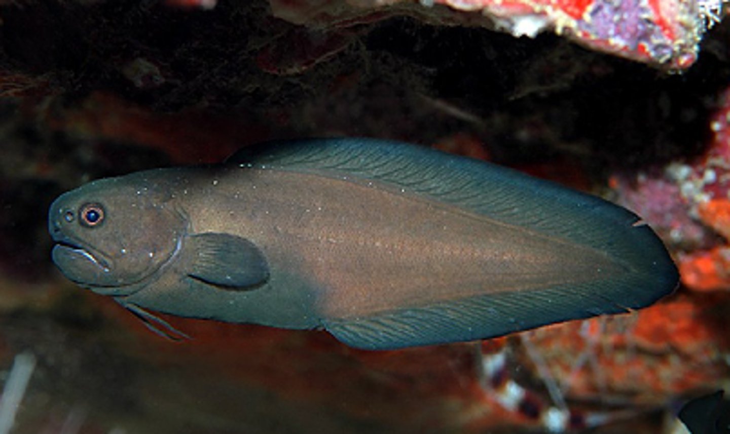 <p>Pearlfishes, cusk eels, viviparous brotulas</p><p>-Eel like w/ tapering tail</p><p>-parasitic or commensal</p><p>-deep sea</p><p>-jugular pelvic fin if present</p>