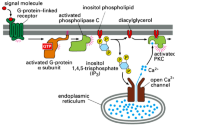 <p>Diacylglycerol activates protein kinase C (PKC)</p><p>Inositol 1,4,5-trisphosphate (IP3) releases Ca2+ from the endoplasmic reticulum and fully activates protein kinase C (PKC) with Diacylglycerol. </p><p>IP3 can’t activate PKC by itself, but Diacylglycerol can.</p>
