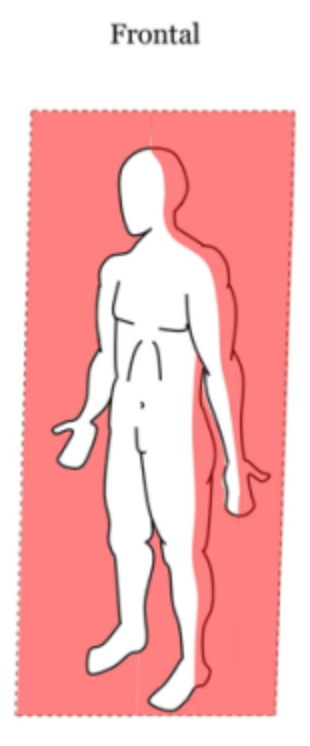 <p>Divides the body into anterior (front) and posterior (back) halves.</p>