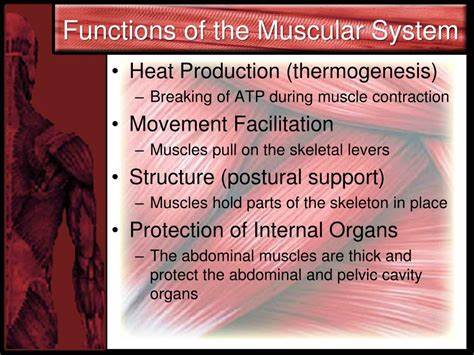 <p>What are the four main functions of muscle?</p>