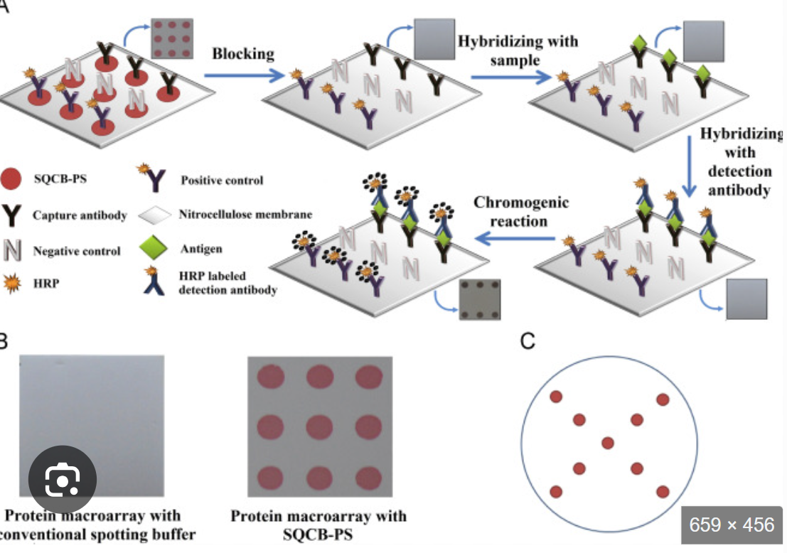 <p class="Paragraph SCXW255217689 BCX0" style="text-align: left;"><span style="line-height: 18px;">Macroarrays (reverse dot blot): many different unlabeled probes are immobilized on the membrane, and the test sample is labeled for hybridization with the immobilized probes&nbsp;</span></p><ul><li><p class="Paragraph SCXW255217689 BCX0" style="text-align: left;"><span style="line-height: 18px;">a known sequence is immobilized at a known location on the blot and the amount of sample that hybridizes to it is determined by the signal from the labeled sample&nbsp;</span></p></li></ul><ul><li><p class="Paragraph SCXW255217689 BCX0" style="text-align: left;"><span style="line-height: 18px;">Limited by the area of the membrane and the specimen requirements&nbsp;</span></p></li></ul><p></p>