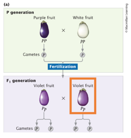 <p>If an F1 eggplant is used in a test cross with a homozygous recessive plant, what proportion of the progeny from this cross will be white?</p>