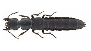 <p>Rove beetles (oeverloopkevers)</p>