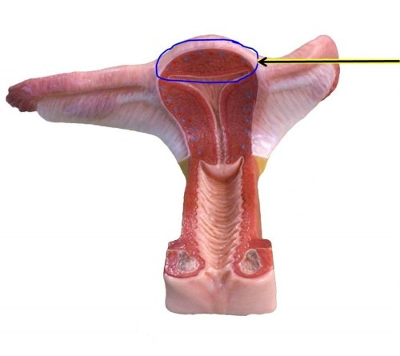 knowt flashcard image