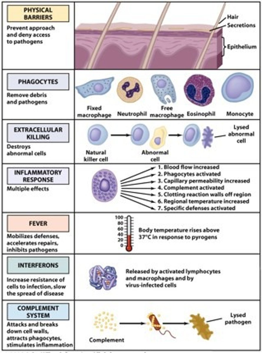 <p>Complement</p><p>complement is a system of plasma proteins which is activated directly or indirectly by a pathogen bound anti body that leads reactions that occur on the surface of pathogens and generates active components with many effective functions</p>