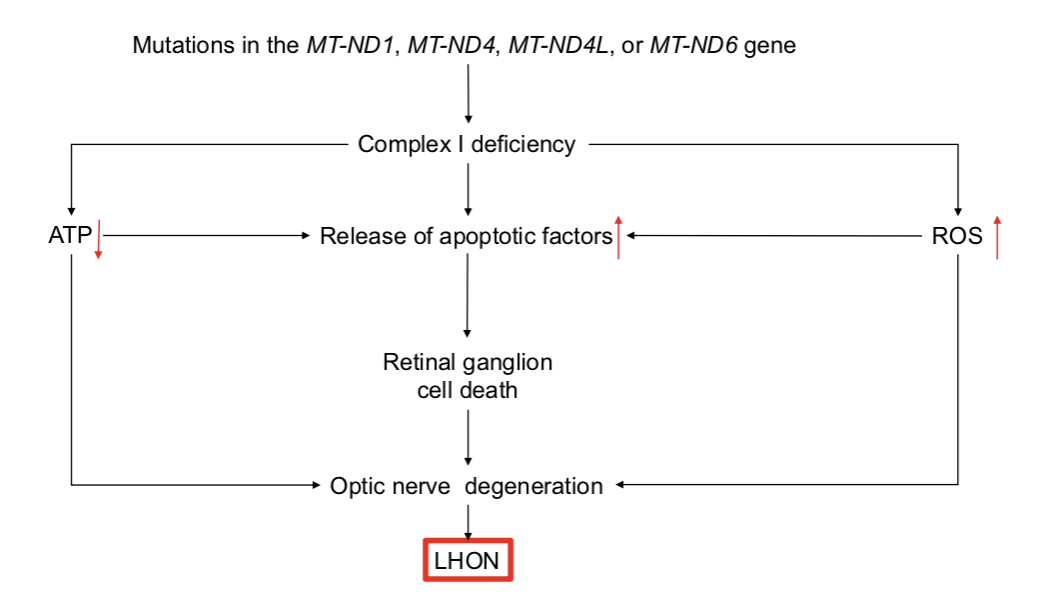 <p><strong>Leber Optic Hereditary Neuropathy (LOHN)</strong></p><ul><li><p>______ form of <strong>vision loss</strong></p></li><li><p>results from the death of cells in the ______ ______ —&gt; which <strong>transfers visual information</strong> from the ______ to the brain</p></li><li><p>______ ______ _____ (RGCs) <strong>process visual information</strong></p></li><li><p>treatment: ______, administration of the ______ analog, ______ and _______ supplementation</p></li></ul><p></p>